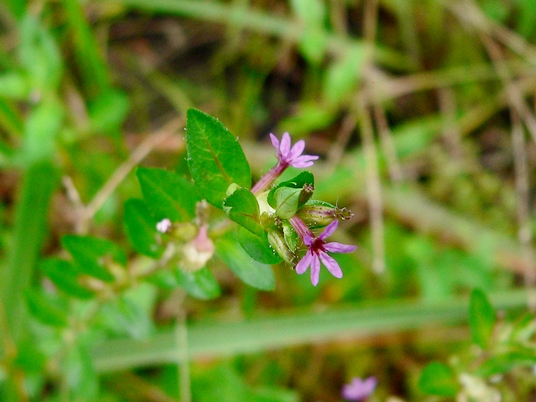 {Cuphea carthagenensis}